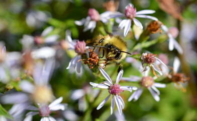 Bourdon sur fleurs mauves