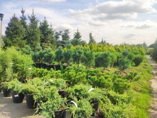 sale of coniferous evergreen plants in the garden center. thuja, decorative pines, firs, junipers in the garden in a row