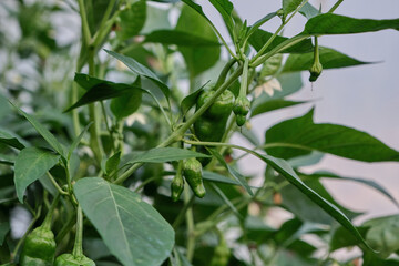 Growing Padron peppers
