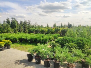 sale of coniferous evergreen plants in the garden center. thuja, decorative pines, firs, junipers in the garden in a row