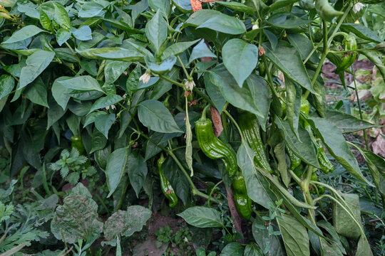 Italian sweet pepper plants with green fruits