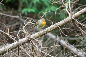 Bird European robin in Carpathian mountain sitting on a dry larch branch in the forest. Little cute curious gray bird with yellow breast. Birdwatching in the Carpathians. 