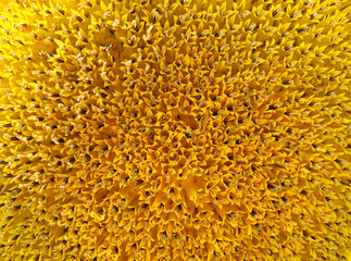 Sunflower against the sky, sunflower texture, yellow flower, sunflower seed