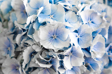 Close up of a blue and white hydrangea flower.