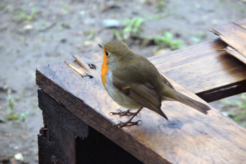 A close-up of a European robin sitting on a wet wooden pallet