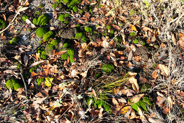 moss and leaves