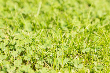 Green grass sunny bright garden