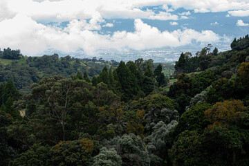 Fototapeta na wymiar BEAUTIFUL TROPICAL FOREST OF COSTA RICA