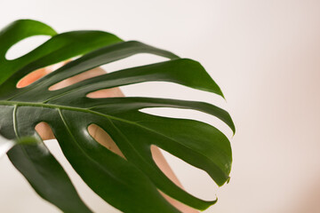 Hand holding the leaf of a monstera