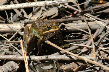 A frog on twigs