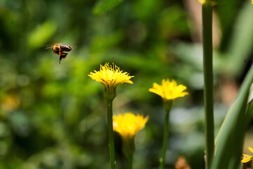 A bee flying in a meadow