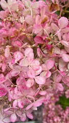 pink flowers