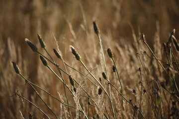 Trawy suche pożółkłe jesienią makro