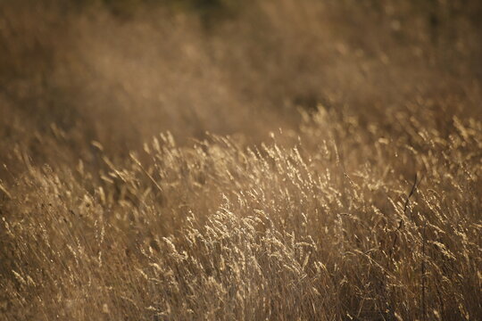 Trawy suche poż&oacute;łkłe jesienią makro
