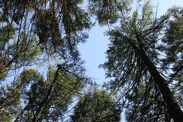 pine trees