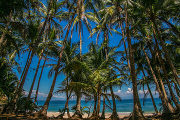 Fototapeta na wymiar Isla Bolaños, hermosas aguas y palmeras en Panamá