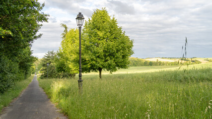 Fototapeta na wymiar Soft golden light at the end of the day on a path decorated with a lamppost, a tree in the fields, green landscape, overcast sky, majestic landscape