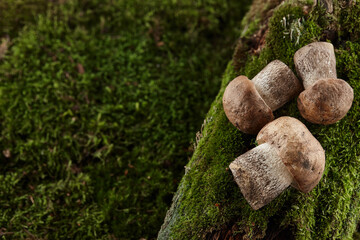 Brown cap boletus mushrooms on green moss background