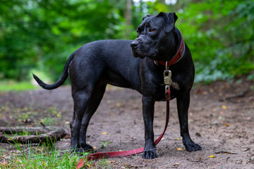American staffordshire terrier sylwetka, pies stoi na drodze w lesie. © Aneta