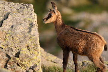 Chamois, Rupicapra rupicapra