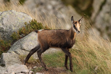 Chamois, Rupicapra rupicapra