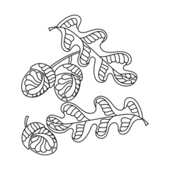 Coloring book for adults and older children. Oak leaves and acorns. Hand-drawn decorative abstract elements.