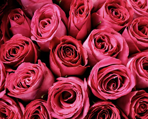 red roses background