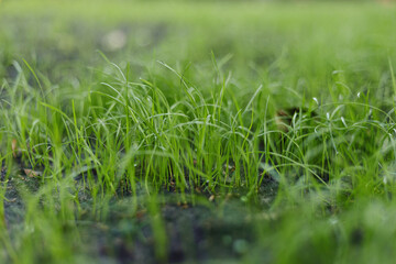 Juicy fresh green lawn and background blurred. The morning sun shines on the green lawn. Spring or summer and grass field with sunny background. Seasons concept. Macro. Close-up
