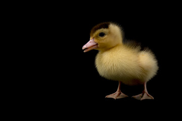 Cute duck isolated on black background