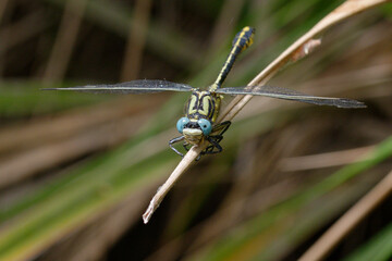 Yellow clubtail (Gomphus simillimus) on a branch