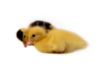 Cute duck isolated on black background