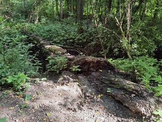 Forest and forest paths in summer in Germany