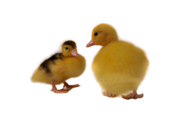 Cute duck isolated on black background