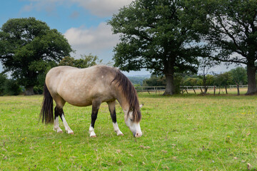 Pretty but very fat pony enjoying eating the grass in her field on a sunny summers day, risking getting laminitis or other illness related to overweight horses.