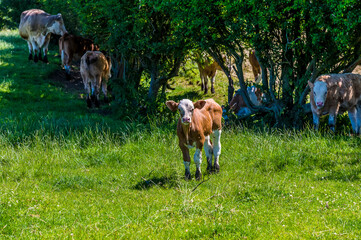 A young calf comes to explore next to the Victorian railway viaduct at John O'Gaunt valley, Leicestershire, UK in summertime