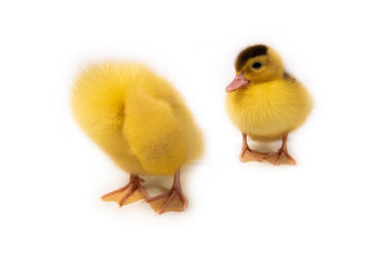 Cute duck isolated on black background