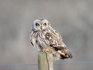 short-eared owl