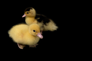 duckling