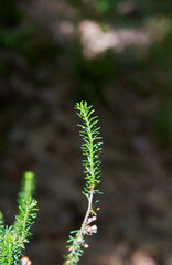 A sprout from a Scots pine