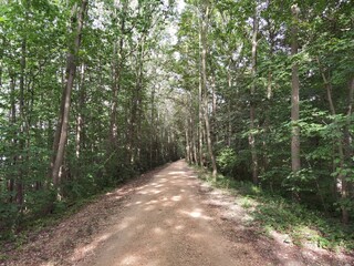 Fototapeta premium Forest and forest paths in summer in Germany