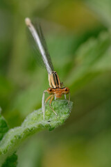 Female White featherleg (Platycnemis latipes)