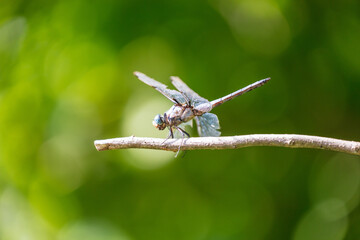 Skimmer Dragonfly Damselfly resting on a branch green bokeh Fairfax Virginia