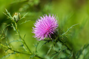 Thistle Flower - Fairfax Virginia