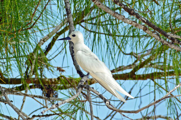Fairy tern on a branch