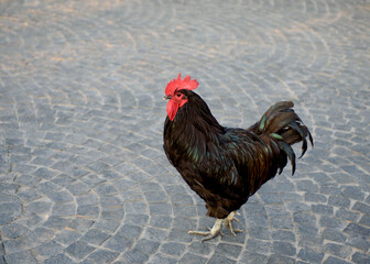 Black rooster close up. There is a large beautiful bird in the park alley