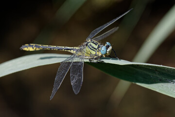 Yellow clubtail (Gomphus simillimus) on a leaf