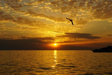 Fototapeta na wymiar Dramatic dusk sunset with silhouette of the black bird on the sky