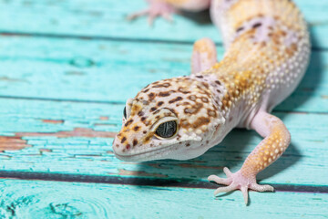 A leopard gecko, lizard on blue background, eublepharis macularius, animal closeup.