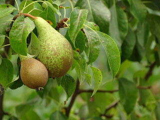 Gruszki, owoce, sad