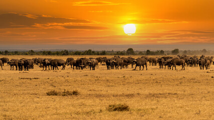 Fototapeta na wymiar Giraffe in front Amboseli national park Kenya masai mara.(Giraffa reticulata) sunset.